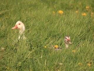 'Alles wat groeit en bloeit wordt met wortel en tak uitgeroeid: weg met de grasmaaier!'