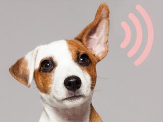 Dit zijn de genomineerden voor de NTR Podcastprijs 2020