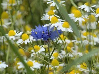 Eerste echte Nederlandse kruidenthee