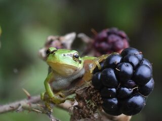 Bramen plukken betekent: paarse handen en benen vol met schrammen