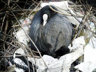 Recyclen: laat dat maar over aan de meerkoet