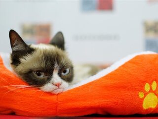 5 redenen waarom kattenfilmpjes zo verslavend leuk zijn