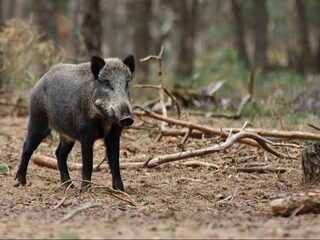 Wilde zwijnen voeren? Nooit doen!