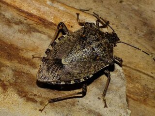Fruitteelt in gevaar door bruingemarmerde stinkwants