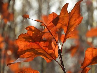 Wij-bos is voor iedereen: 'Natuur is geen links of rechts verhaal, er is één aarde'