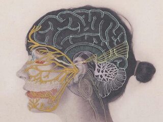 Mannen- en vrouwenbrein gelijk? Er zijn significante verschillen