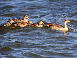 Nijlganzen waren in 1999 intrigerende nieuwkomers, wat weten we nu over ze?