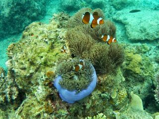 Ligt de oplossing voor kanker al 700 miljoen jaar onder water?