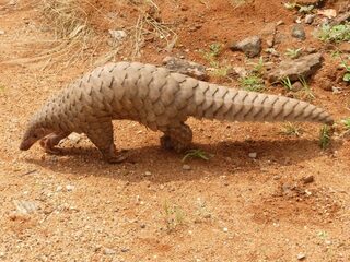 Naast vleermuizen spelen schubdieren mogelijk een rol bij ontstaan corona