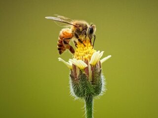 Niet maaien in mei: zo kun je bloemen en insecten een handje helpen