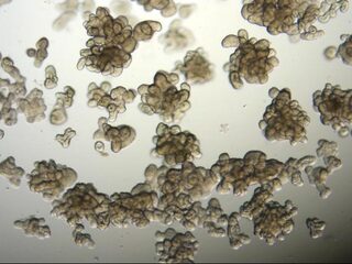 Het beste van Nederland: Mini-darmpjes in een petrischaaltje