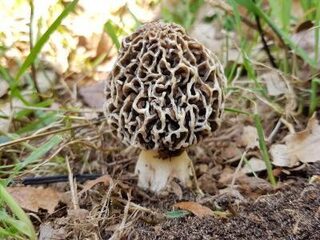 Nieuwe paddenstoelensoort voor Nederland