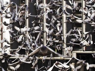 De Friese duiven van Kees werden betrapt op doping