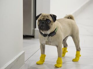 Leven na de lockdown voor je huisdier: 'Honden en katten gaan ook stress ervaren'