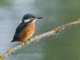Wat kunnen we leren van de natuur?