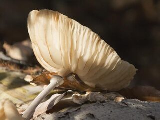 Schimmels gebruiken druppels als waterkanon