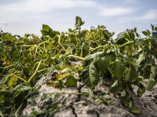 Vlaanderen erkent droge zomer als landbouwramp, kan dat ook in Nederland?