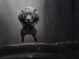 Vier gouden tips om je hond goed op de foto te zetten