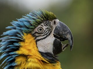 Dennis Papegaaien verkoopt vogel met dodelijk virus maar geeft geen geld terug