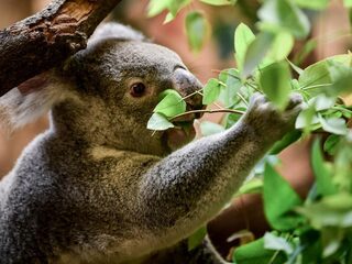 Feit of fictie: Sterven koala's uit door de bosbranden in Australië?