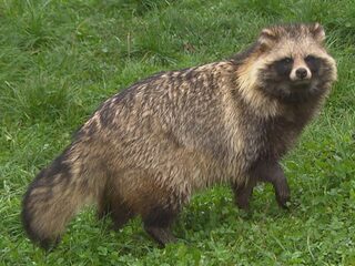 De wasbeerhond is in opmars in Nederland