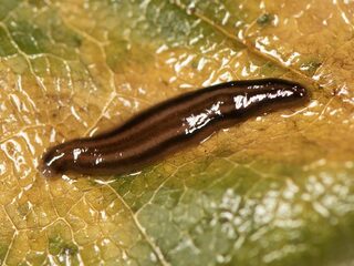 Pas op voor meelifters bij sierplanten en in potten