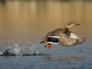 Vroege Vogels in 30 minuten: zo houd je vrouwtjeseenden uit elkaar