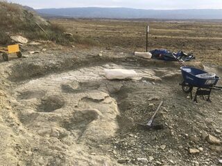 Naturalis gaat reusachtige langnekdino’s opgraven