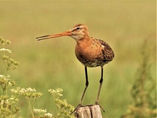 Grutto was hier niet zonder de mens