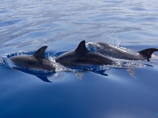 Zwemmen met dolfijnen kan echt niet meer