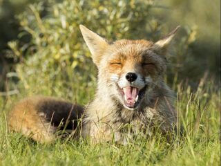 Vos is onze nieuwe 'straathond'