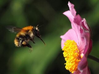 Je tuin verandert en je kunt het niet tegenhouden