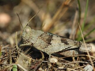 Kwart van sprinkhanen en krekels in Europa bedreigd