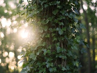 Zorgt klimop voor verstikte bomen en verzwakte muren, of niet?