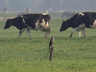 Plan 'Natuurrijk Nederland' is oplossing voor huizentekort en stikstofprobleem