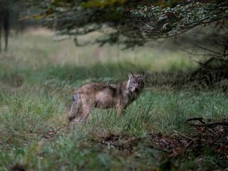 Aannemelijk dat verstoring door mensen ten grondslag ligt aan dood Veluwse wolvin