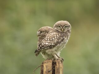 Steenuil heeft primeur in Beleef de Lente