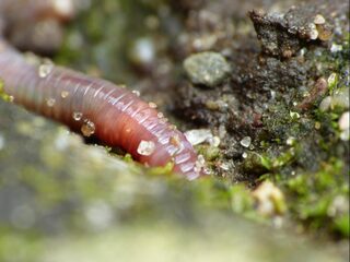 Regenwormen zijn ontzettend belangrijk voor onze bodem