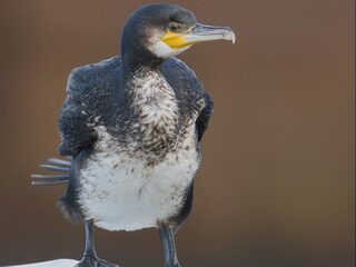 Vogelgids voor beginnende vogelaars: zo kun je gemakkelijk gevederde vrienden herkennen