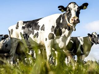 Feit of fictie: 'Boeren hebben 64 procent stikstofuitstoot gereduceerd'