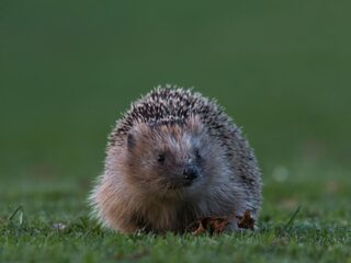 Wie was er eerder: de egel of de dino?