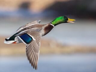 Voer eenden niet: stop brood in broodcontainer