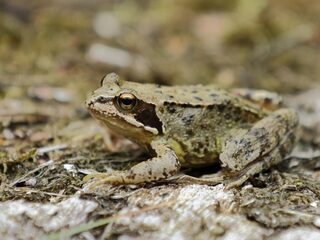 Het leven van de bruine kikker is 'één grote horrorfilm'