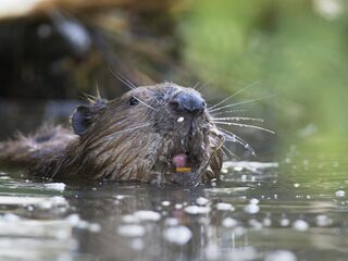 Kennis bundelen in strijd tegen probleembevers