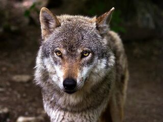 De wolf komt! Maar hoe gaan we de schapen beschermen?