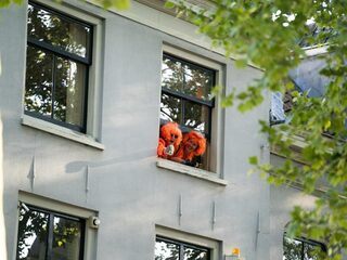 Vraag: Wat doe jij op Koningsdag ofwel Woningsdag dit jaar?