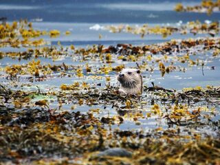 Na jaren wachten eindelijk succes voor otterschuilplaats