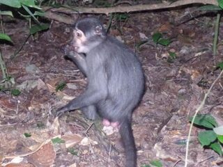 Keuzestress: deze apen hebben er ook last van!