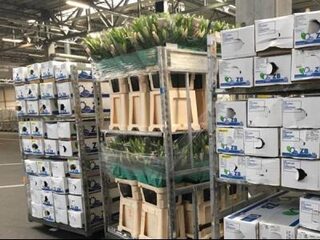 Bloemen voor de paus beschermd door laserstralen