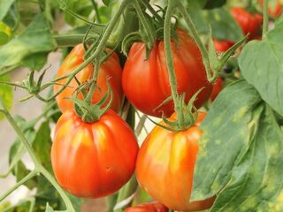 We minderen vlees. Maar de vleestomaat is in opkomst